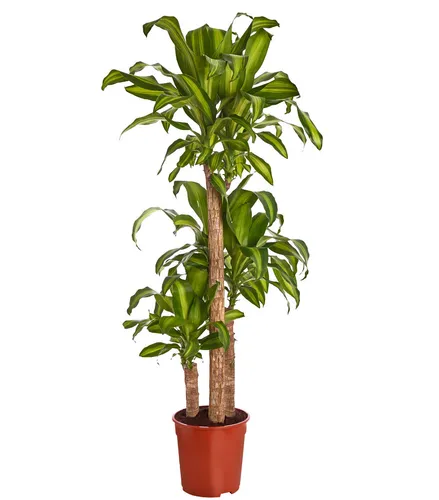 Produktbild Dehner Drachenbaum Massangeana