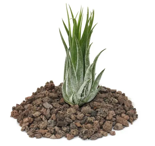 Exotenherz Zimmerpflanze Tillandsia scarposa - lose Pflanze