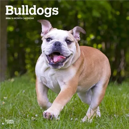 Bulldogs – Bulldogge 2026 – 16-Monatskalender: Original BrownTrout-Kalender [Mehrsprachig] [Kalender] (Wall-Kalender)