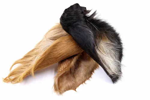 Getrocknete Rinderohren mit Fell für Hunde - 25 Stück, Deutsche Qualität - Kausnacks & Leckerlis, stärkt die Kaumuskulatur und pflegt Zahnzwischenräume, aus 100% Rind, hergestellt in Deutschland und nachhaltig getrocknet.