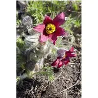 Pulsatilla Vulgaris Pinwheel Rot R Küchenschelle Ca. 9x9 cm Topf