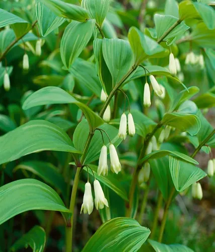 Pflanzen für Dich Staude Polygonatum humile, 1 St., Kleines Salomonssiegel, Zwerg-Salomonssiegel