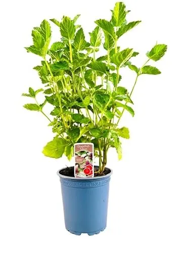 Mentha spicata 'Grapefruitminze' ca. 11x11 cm Topf