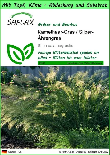 SAFLAX Blumensamen SAFLAX - Garden to go - Kamelhaar-Gras / Silber-Ährengras