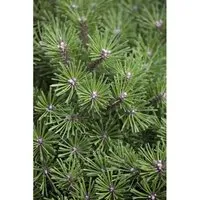 Pinus Mugo 'Benjamin' – Kompakte Bergkiefer 15–20 cm - Die kompakte Bergkiefer 'Benjamin' ist ideal für kleine Gärten und Kübel. Sie bietet ganzjährig Farbe und Struktur mit ihrem dichten, kugeligen Wuchs. Pflegeleicht und robust, perfekt für Steingärten und als Ziergehölz.