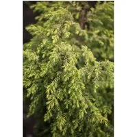 Pflanzen für Dich Konifere Juniperus communis 'Gold Cone' - Immergrüner Nadelstrauch - Ziergehölze: Der Gemeine Wacholder 'Gold Cone' begeistert mit goldgelbem Laub und schlanker Wuchsform, ideal für kleine Gärten und bienenfreundlich.
