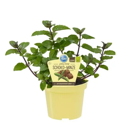 Schoko-Minze in BIO-Qualität - Mentha x piperita - Kräuterpflanze im 12cm Topf
