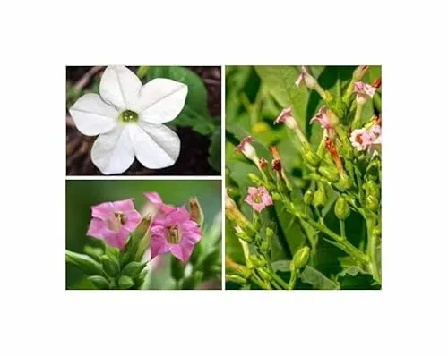 Stk - 40x Ziertabak Sensation mix Nicotiana alata Garten Pflanzen - Samen KS319 - Seeds & Plants Shop by Ipsa
