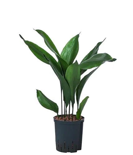 Dehner Schusterpalme, Aspidistra elatior, Hydrokultur - Pflegeleichte Zimmerpflanze, ca. 70 cm hoch mit Ø 18 cm Topf. Ideal für helle, halbschattige Standorte und perfekt für weniger Platz.