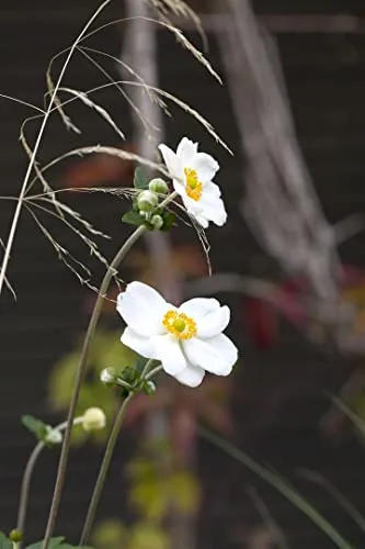 Anemone japonica 'Honorine Jobert' 9x9 cm Topf – Winterhart, Mehrjährig, Pflegeleicht – Herbst-Anemone – Staude für Beet & Garten