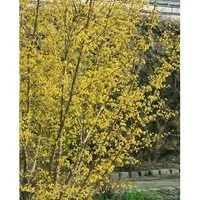 Japanischer Hartriegel Cornus officinalis – Winterhart & Pflegeleicht für Garten & Sichtschutz - Der Japanische Hartriegel Cornus officinalis ist eine winterharte und pflegeleichte Heckenpflanze. Ideal für Sichtschutz mit duftenden Frühblüten und schöner Herbstfärbung. Perfekt für Garten, Terrasse und als Kübelpflanze.