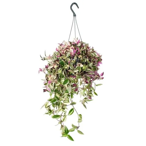Exotenherz Tradescantia quadricolor – Vierfarbige Dreimasterblume - Zimmerpflanze mit leuchtenden Farben, ideal für helle Plätze und pflegeleicht – ein echtes Highlight für jeden Raum!