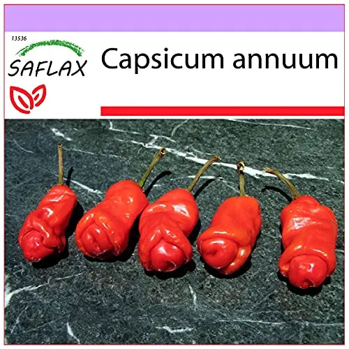 SAFLAX - Chili - Peter Peppers Penis Chili - 10 Samen - Capsicum annuum