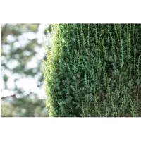 Juniperus communis 'Suecica'