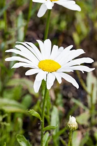 Leucanthemum x superbum 'Silberprinzesschen' 9x9 cm Topf – Winterhart, Mehrjährig, Pflegeleicht – Margerite – Staude für Beet & Kübel