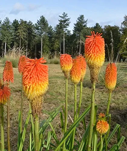 Fackellilie Riesen Mix - 30 Samen