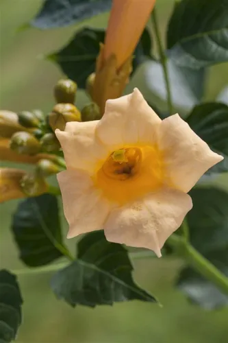 Campsis radicans 'Flava' - Gelbe Trompetenblume mit leuchtend gelben Blüten - Kletterpflanze für sonnige Standorte, bienenfreundlich und winterhart bis -20 °C. Ideal für Pergolen und Klettergerüste, schnellwachsend und pflegeleicht.