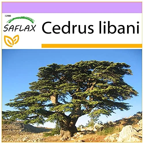 SAFLAX - Libanon - Zeder - 20 Samen - Cedrus libani