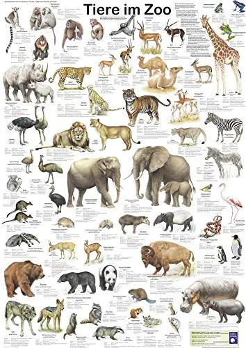 Tiere im Zoo (Planet-Poster-Box) von Planet Poster Editions