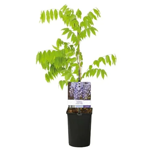 GreenboutiQ in blau von Green boutiQ