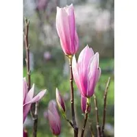 Magnolia 'Sentinel' - Ziergehölz mit duftenden Blüten - Ziergehölze, pflegeleichte Magnolie 'Sentinel' mit aufrechter Wuchsform und duftenden, rosa Blüten, ideal für Gartenliebhaber und zur Förderung der Biodiversität.
