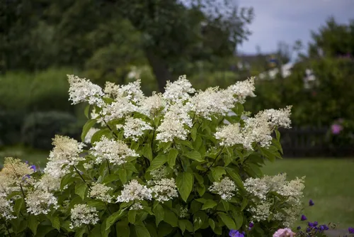 Hydrangea paniculata 'Unique'