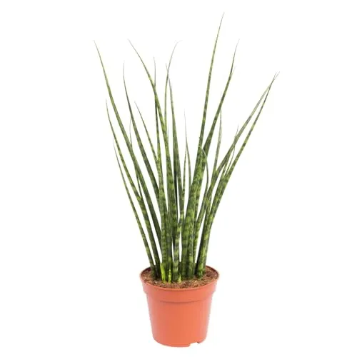 Bogenhanf, 'Fernwood Mikado', Topf-Ø 14 cm, Höhe ca. 60 cm