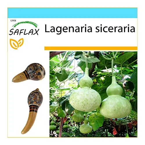 SAFLAX - Geschenk Set - Afrikanische Riesenkalebasse - 15 Samen - Mit Geschenk- / Versandbox, Versandaufkleber, Geschenkkarte und Anzuchtsubstrat - Lagenaria siceraria