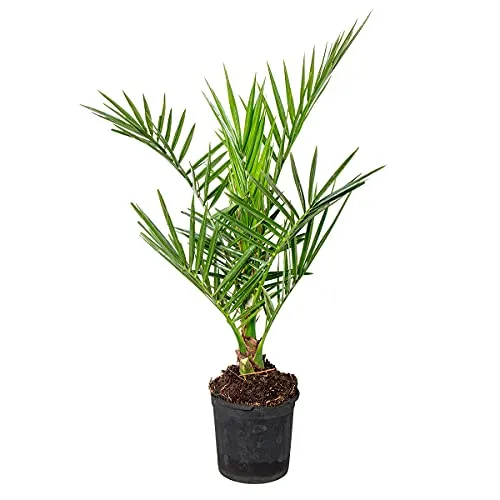 Bloomique - Phoenix Canariensis - Kanarische Dattelpalme - Palme - Balkonpflanzen Winterhart - Höhe 50-70 cm - Topf 15 cm