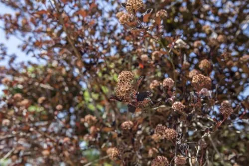 Physocarpus opulifolius 'All Black' ® in schwarz von Pflanzen für Dich