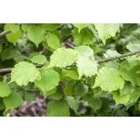 Corylus avellana 'Nottinghams Früheste' - Frühreifende Haselnuss - Blumen & Stauden – Diese winterharte Haselnuss-Sorte liefert schmackhafte Nüsse bereits im August und begeistert mit dekorativen Kätzchen im Frühling. Ideal für Garten und Kübel!