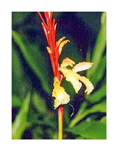 Stk - 10x Cautleya gracilis Winterharter Ingwer Garten Pflanzen - Samen ID469 - Seeds & Plants Shop by Ipsa