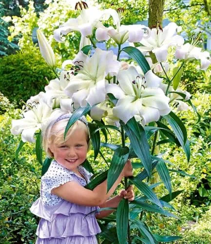 BALDUR-Garten Bäume von BALDUR-Garten