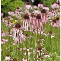 Produktbild Bleicher Sonnenhut - Echinacea pallida