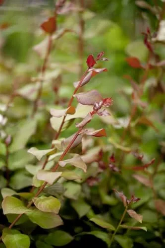 Lagerstroemia indica Berry Dazzle - Indischer Flieder - Stiefel und Gartenpflanze, blühende Schönheit mit pinken Blüten von Juli bis September, ideal für sonnige, windgeschützte Standorte.