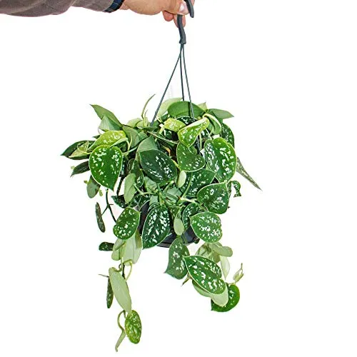Produktbild Efeu