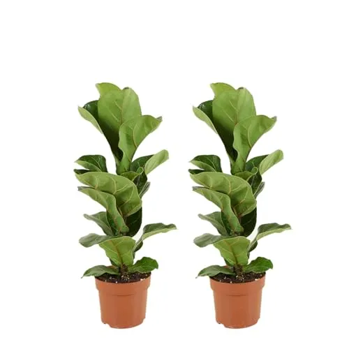 Bloomique - 2er Set - Ficus Lyrata Bambino - Geigenfeige - Zimmerpflanzen - Pflegeleicht - Luftreinigend - Höhe 30-40 cm - Topf 12 cm
