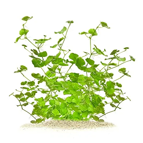 Hydrocotyle leucocephala - Brasilianischer Wassernabel in vitro XL - 8,5cm Bechergröße - Mittelgrund Wasserpflanzen für Aquarien