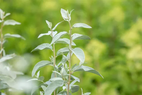 Pflanzen für Dich Gehölze Elaeagnus comm. Zempin, 1 St. - Silberbeere - Die Silber-Ölweide ‘Zempin’ ist ein dekorativer Zierstrauch mit silbrigem Laub und duftenden Blüten. Ideal für Hecken oder als Solitär, robust und windfest, bringt Struktur in jeden Garten.