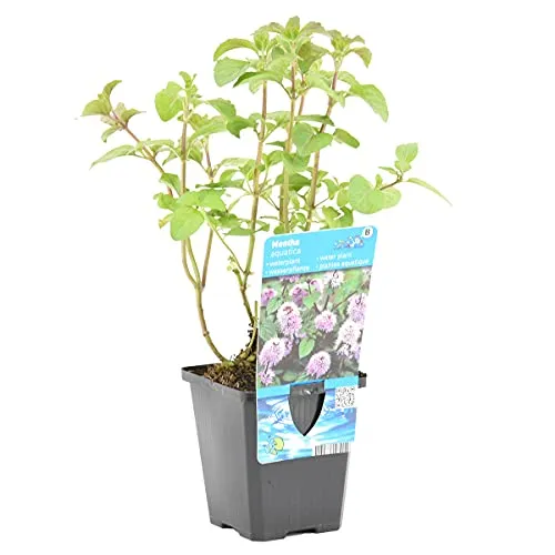 Bloomique - Mentha Aquatica - Wasserminze - Teichpflanzen Winterhart - Wasserpflanzen - Zone 2 - Höhe 10-20 cm - Topf 9 cm