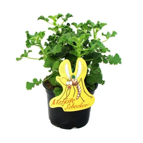 Moskito-Schocker Duftgeranie 3 Pflanzen Pelargonium crispum Ideal zum vertreiben von Mücken + Wespen
