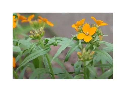 Produktbild Goldlack Schöterich Garten Pflanzen
