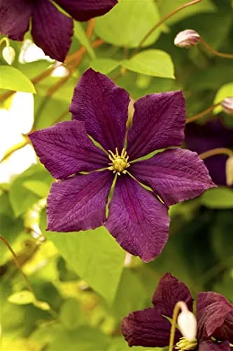 Clematis viticella 'Royal Velours' 60–100 cm – Winterhart, Mehrjährig, Pflegeleicht – Italienische Waldrebe – Kletterpflanze für Pergola & Rankhilfe