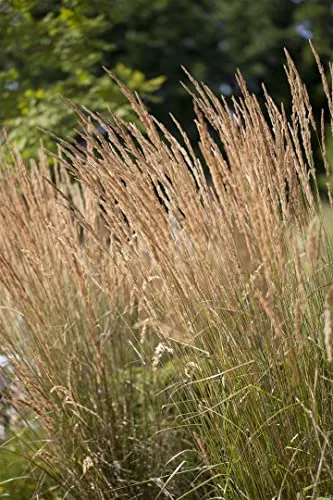 Calamagrostis x acutiflora 'Karl Foerster' - Reitgras - Gräsersamen & -pflanzen, elegantes, winterhartes Reitgras mit aufrechtem Wuchs und federartigen Blütenrispen, ideal für pflegeleichte Rabatten und Sichtschutz.