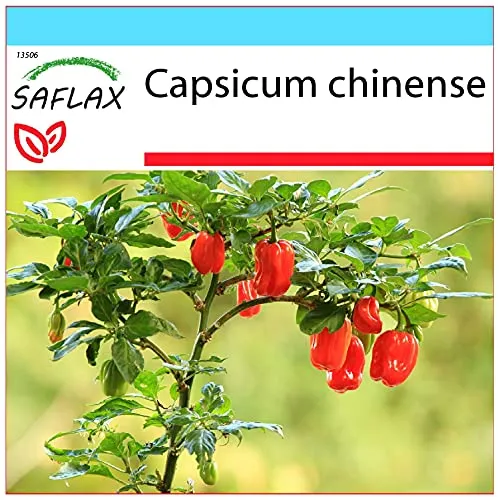 SAFLAX - Geschenk Set - Chili - Habanero Antilles Red - 10 Samen - Mit Geschenk- / Versandbox, Versandaufkleber, Geschenkkarte und Anzuchtsubstrat - Capsicum chinense