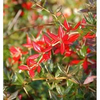 Produktbild Immergrüne Kissenberberitze 40-50cm - Berberis candidula