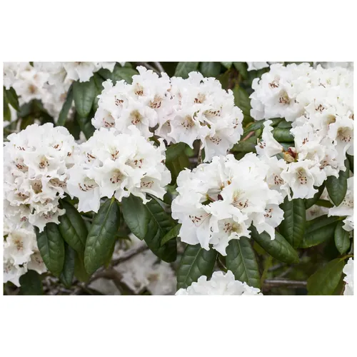 Rhododendron Hybr. 'Bellini'