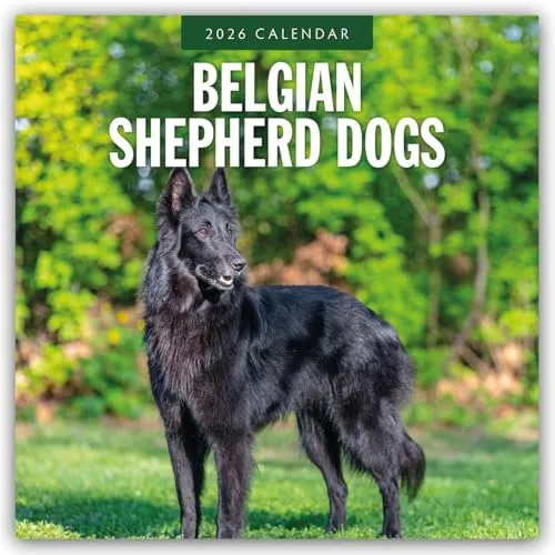 Belgian Shepherd – Belgischer Schäferhund 2026 – 16-Monatskalender: Original Red Robin Publishing Ltd-Kalender [Mehrsprachig] [Kalender] (Wall-Kalender)