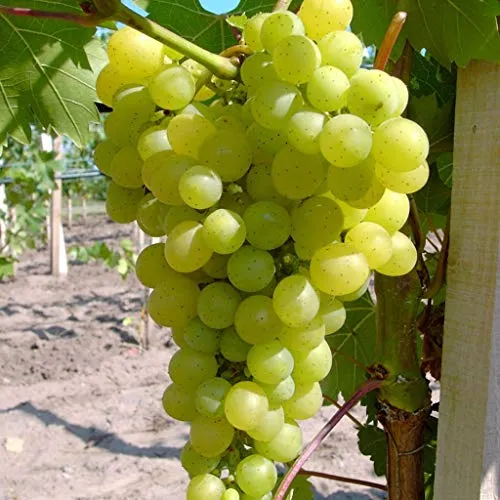 Primus kernloser Wein süß und sehr gutes Aroma 80-100 cm im 3,5 Liter Topf