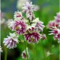 Produktbild Akelei Nora Barlow - Aquilegia vulgaris